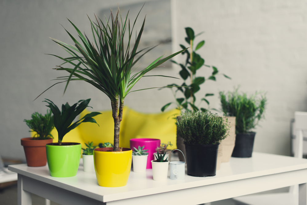 Oplemenite svoj životni prostor nekom od ovih biljaka, foto: Depositphotos