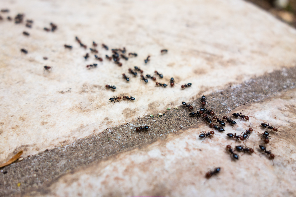 Mravi ne vole miris sireta jer im on ometa tragove feromona, foto: Depositphotos/dlpn