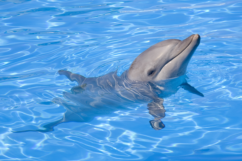 Veruje se da delfini donose sreu, foto: Depositphotos/cbpix