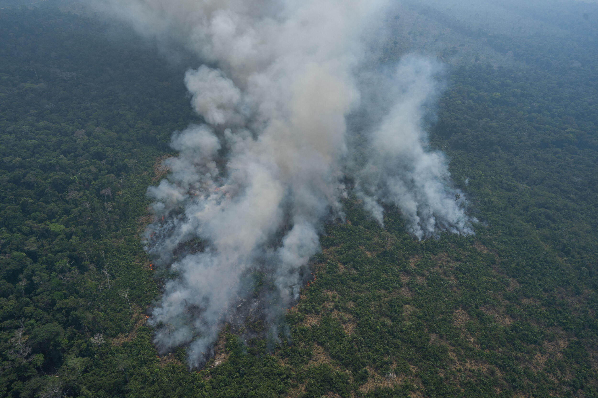 Zato Amazonija nije samo unutranja stvar Brazila?, foto: Tanjug/AP Photo/Victor R. Caivano