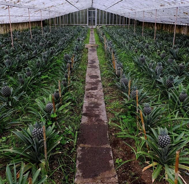 Arruda - plantaa ananasa, foto: Ivana Kovaevi