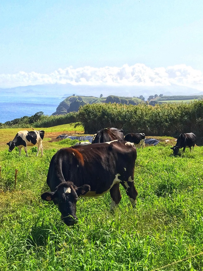 Terceiru jo nazivaju “ostrvo krava” i to je ivotinja koju ovde ne moete da promaite, foto: Ivana Kovaevi