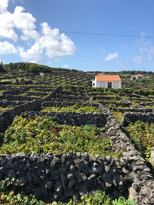 Vinogradi su rasporeeni u kvadratnim parcelama definisanim niskim zidovima izgraenih od crnog vulkanskog kamena, foto: Ivana Kovaevi