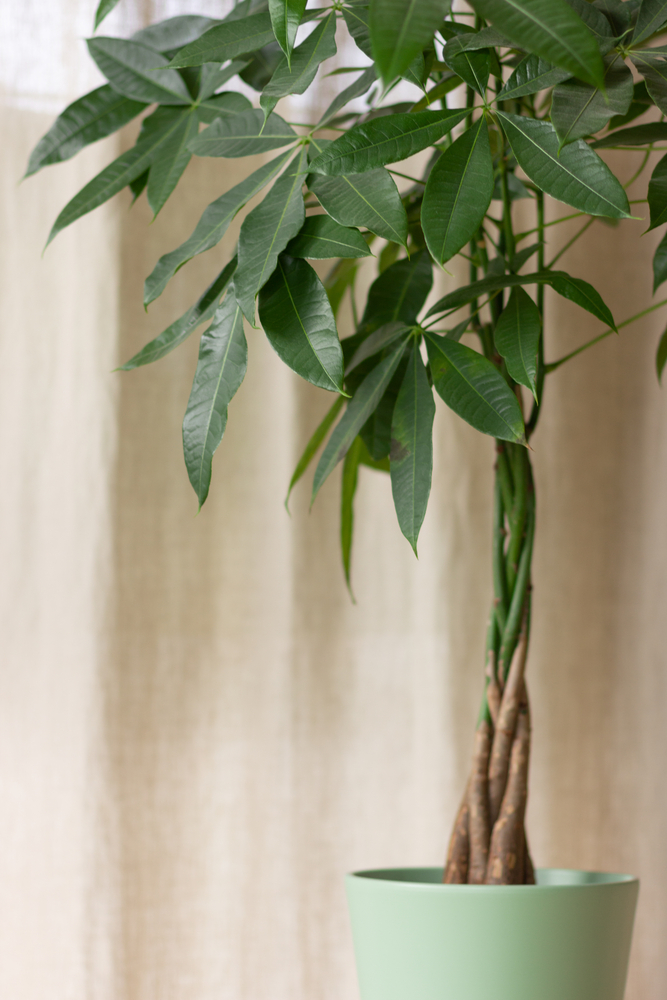 Zbog atraktivnog izgleda i verovanja da donosi sreu i novac u dom, pahira je odnedavno postala vrlo popularna biljka za uzgoj u kunim uslovima, foto: Depositphotos/WeTimeless