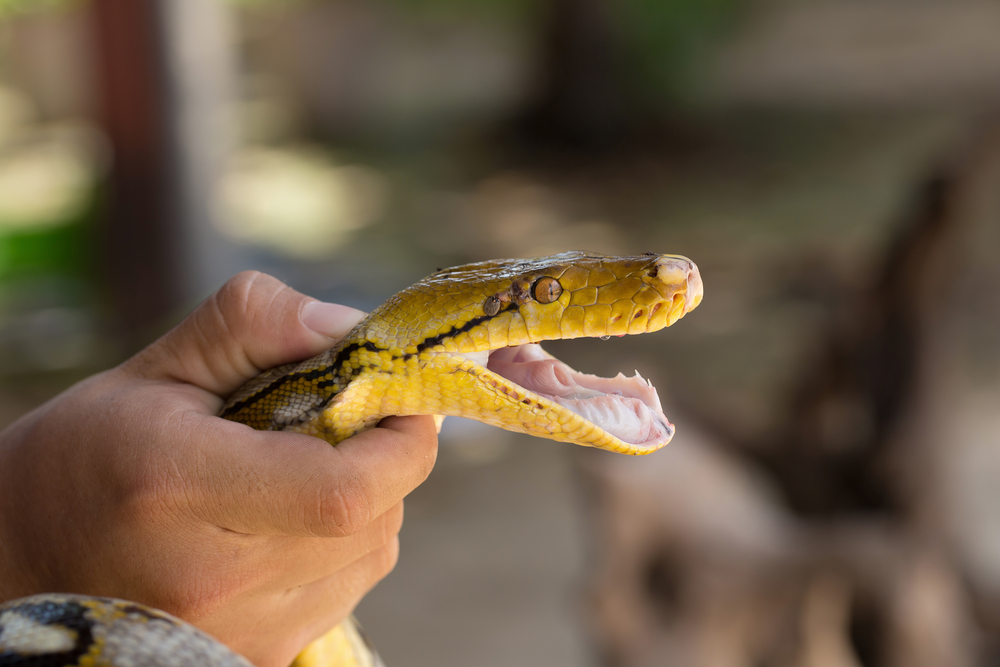 Neete verovati ta su izvukli iz stomaka ove zmije!, foto: Depositphotos/kaiskynet@gmail.com
