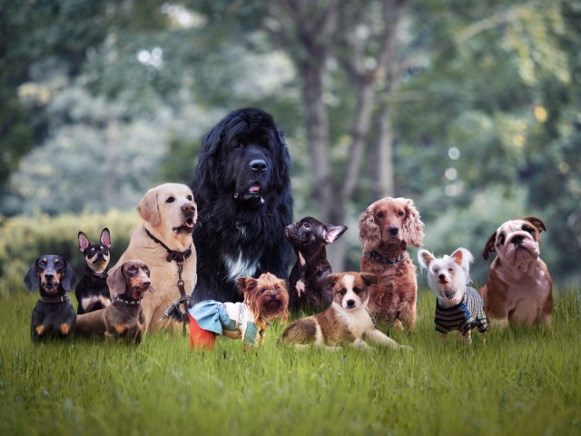 Koja je vaa omiljena vrsta pasa?, foto: Irina Kozorog/Shutterstock