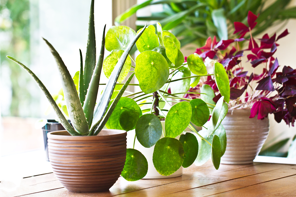 Biljke oplemenjuju prostor u kome ivimo i radimo, foto: CLICKMANIS/Shutterstock