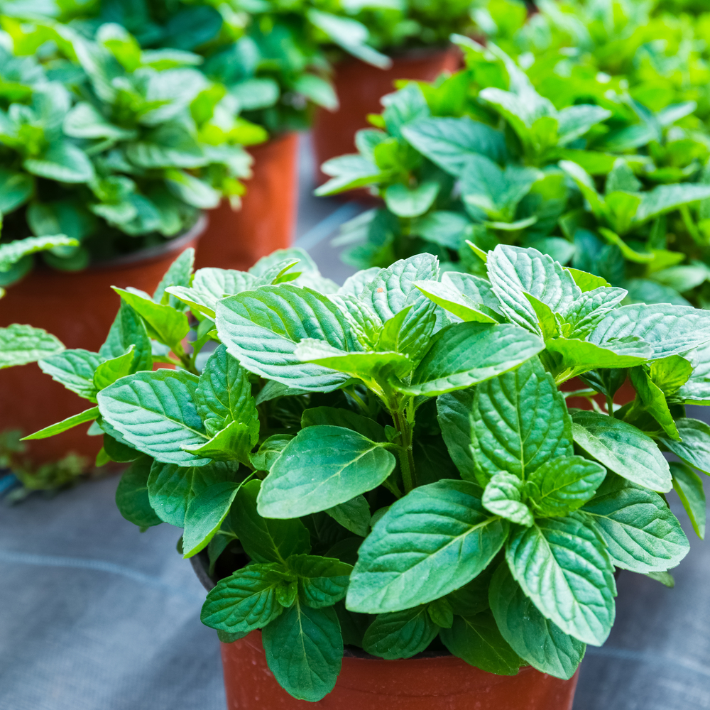 Nana spada u najlekovitije, a ujedno i najaromatinije biljke, foto: chuyuss/Shutterstock