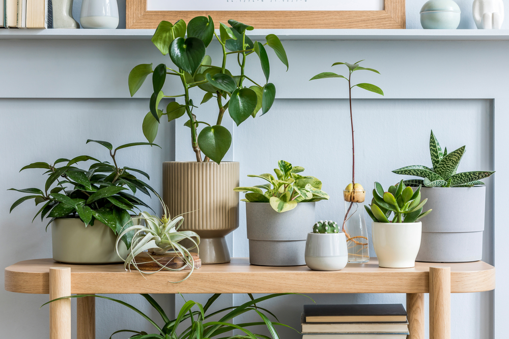 Koja biljka je idealna za va dom?, foto: Followtheflow/Shutterstock