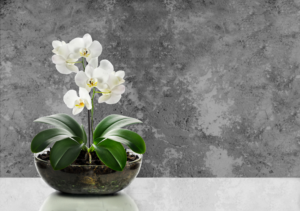 Orhideja priziva novu ljubav, foto: AlekseyJL/Shutterstock