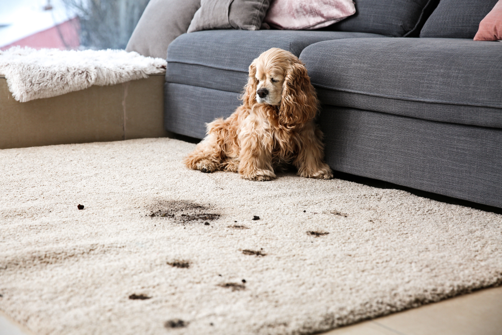 Prljavtina na tepihu, foto: Pixel-Shot/Shutterstock