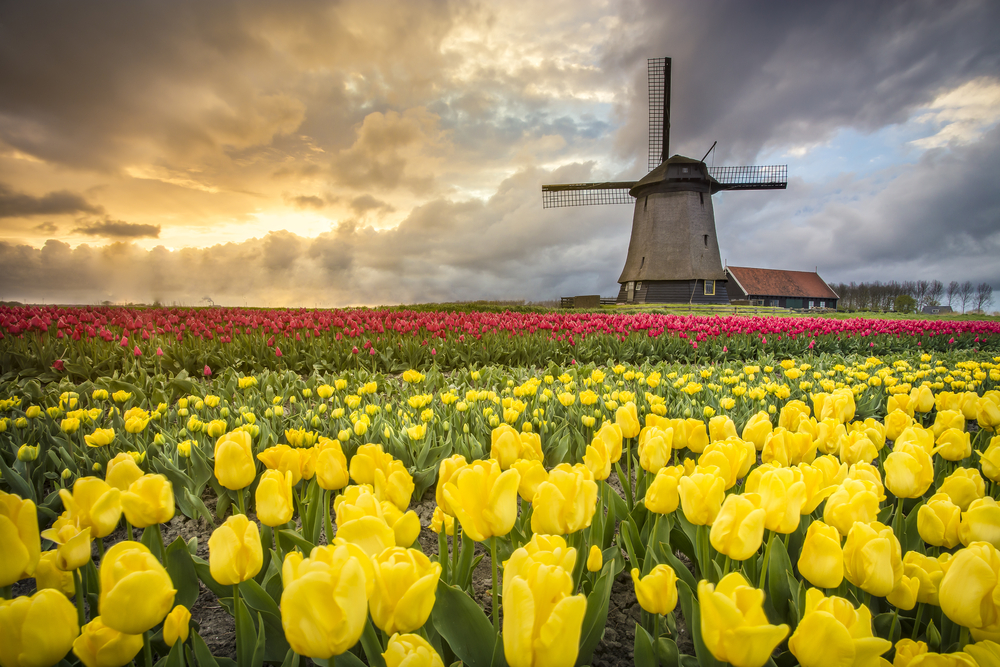 Holandija, foto: Stefano Termanini /Shutterstock