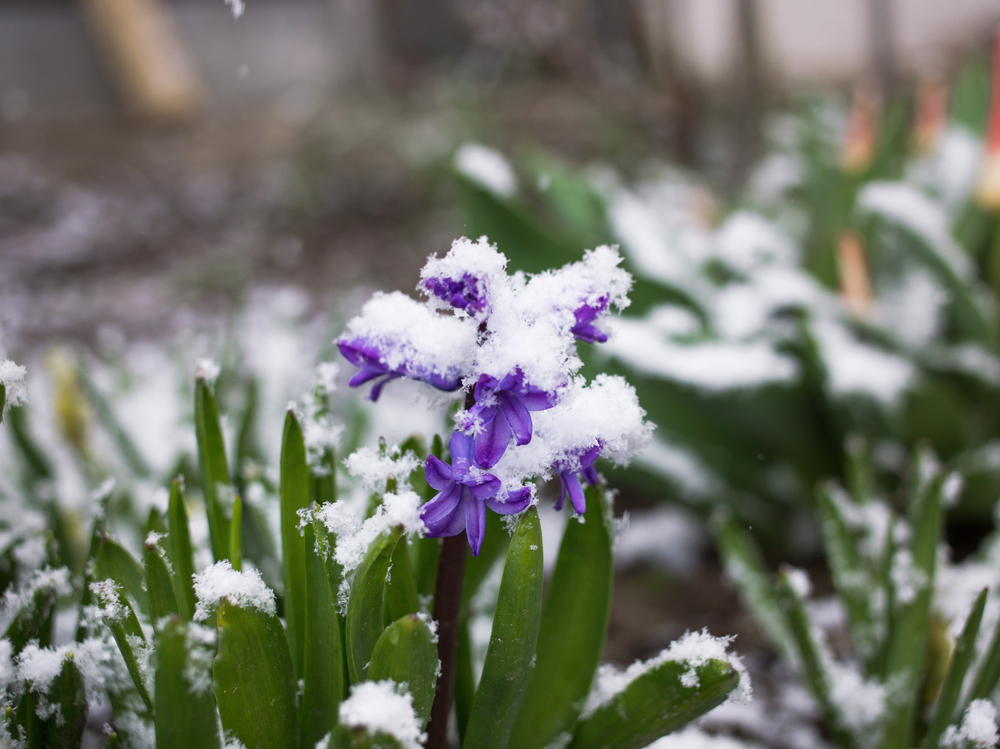 Zima ponovo &napada&, foto: Anna Pasichnyk/Shutterstock