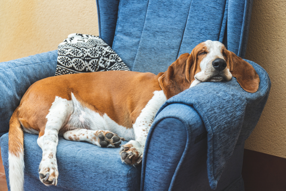 I psima je potrebno dovoljno sna, foto: Daniel Myjones/Shutterstock