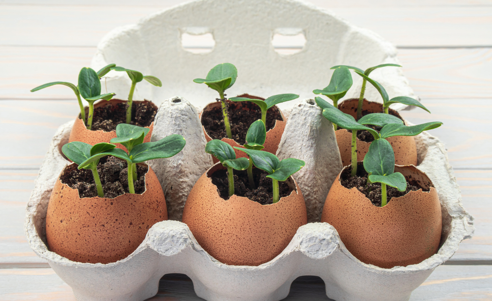Ljuske od jaja za sadnju semena, foto: Fotolivia/Shutterstock