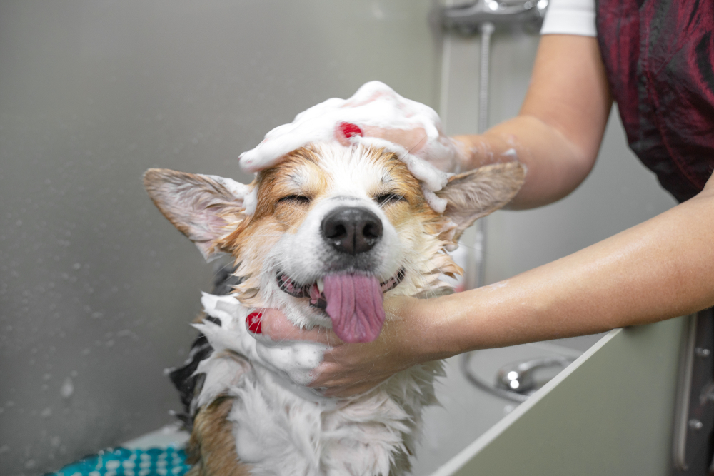 Kupanje ljubimaca, foto: Masarik/Shutterstock