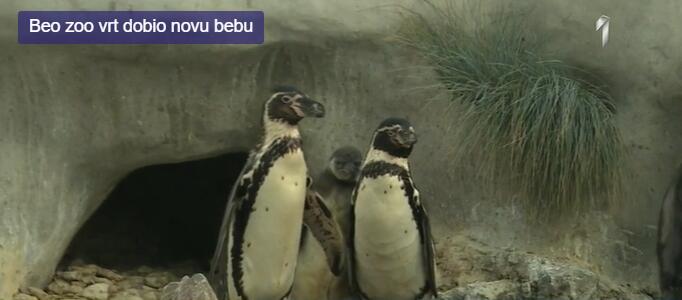 Beba pingvin je roena, foto: Printscreen/PrvaTV
