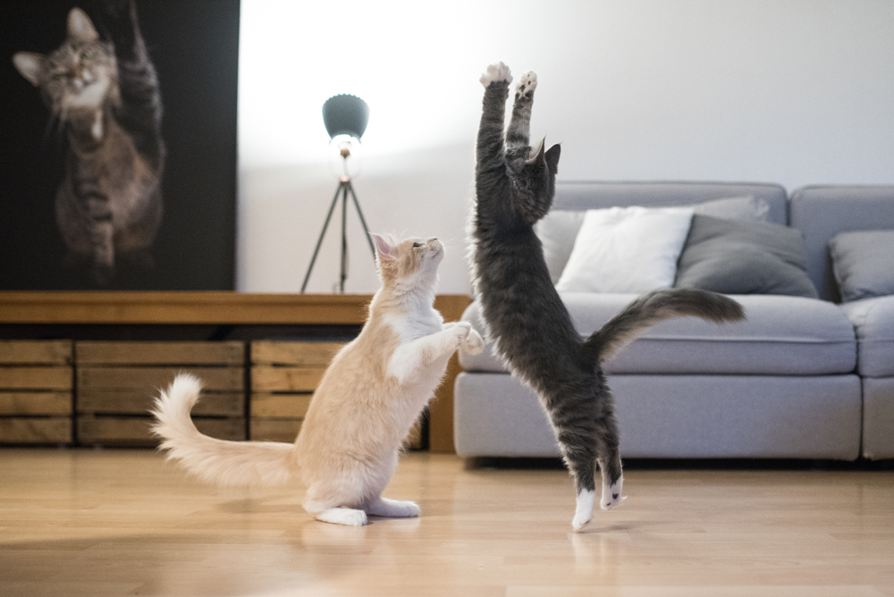 Maèke su strastveni lovci, love èak i po kuæi, foto: Nils Jacobi/Shutterstock