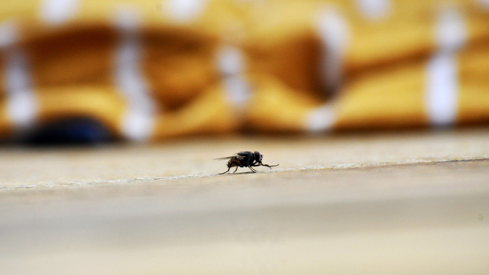 kako oterati muve iz vašeg doma?, foto: tobeindy/Shutterstock