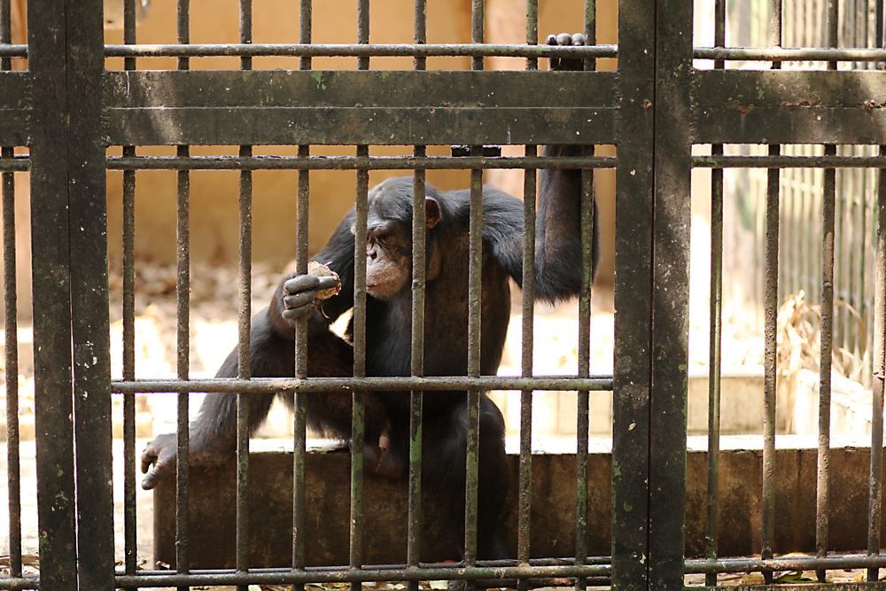 majmun u zoolokom vrtu, foto: Denis Diadin/Shutterstock