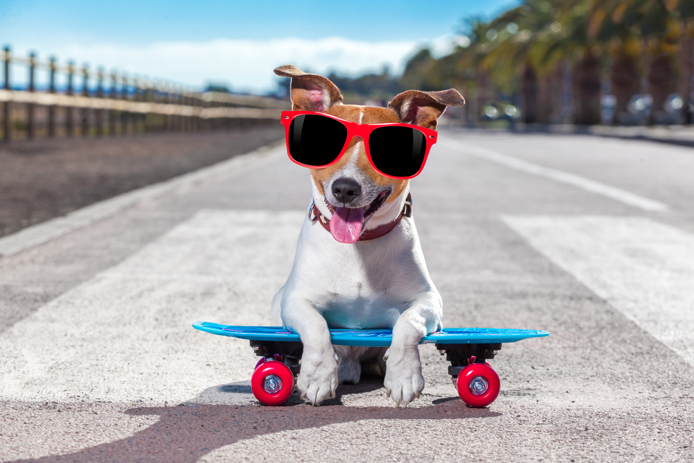Pas koji profesionalno vozi skejt, foto: Javier Brosc/Shutterstock