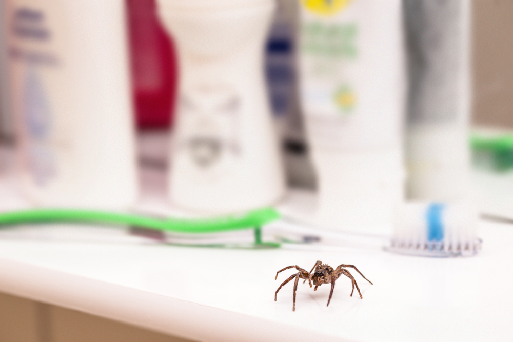 Spreite paukove da uu u va dom, foto: RHJPhtotoandilustration/Shutterstock