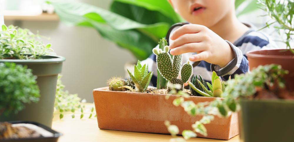 Kaktus je jedan od biljaka koje donose sreu, foto: myboys.me/Shutterstock