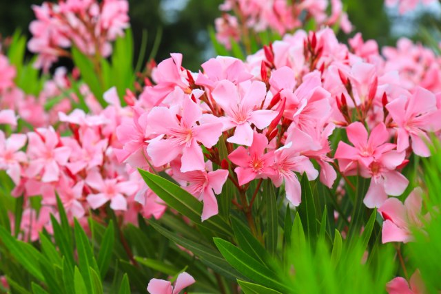Oleander, Foto: rospoint/Shutterstock