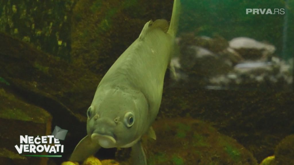 Nećete verovati - 149. epizoda