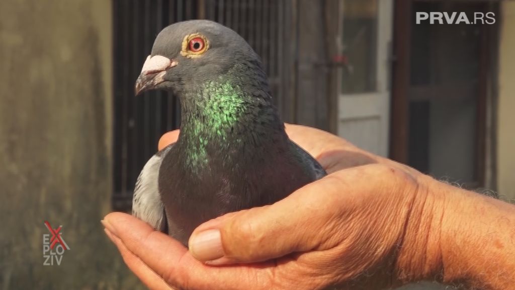 Exploziv - 12.05.2023.